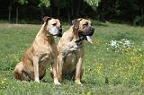 BOERBULL 009